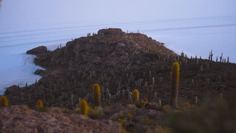 Un-Paisaje-De-Cactus-En-La-Isla-Incahuasi-Cerca-Del-Salar-De-Uyuni,-Suroeste-De-Bolivia