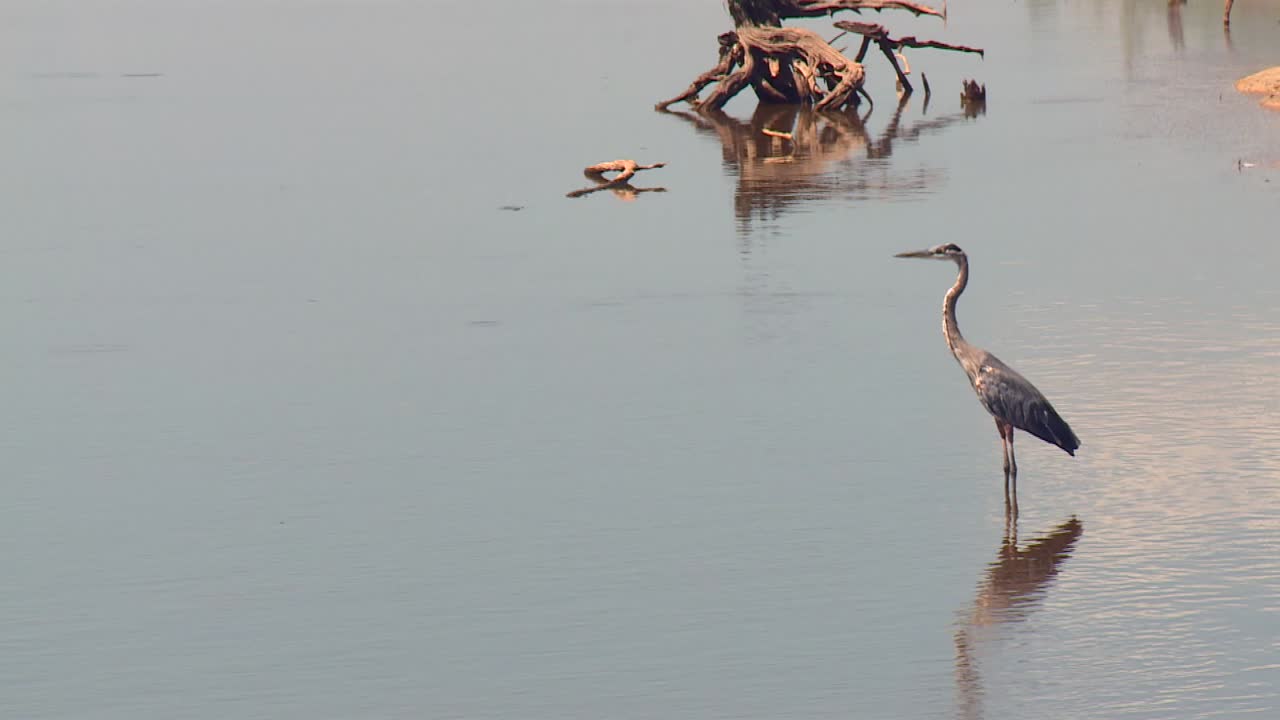 большая голубая цапля в пруду в национальном заповеднике дикой природы блэкуотер, мэриленд - широкий кадр