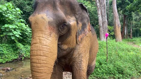 elefante en el santuario ético de elefantes en tailandia