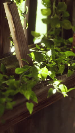 close-up of green ivy growing on a wooden fence