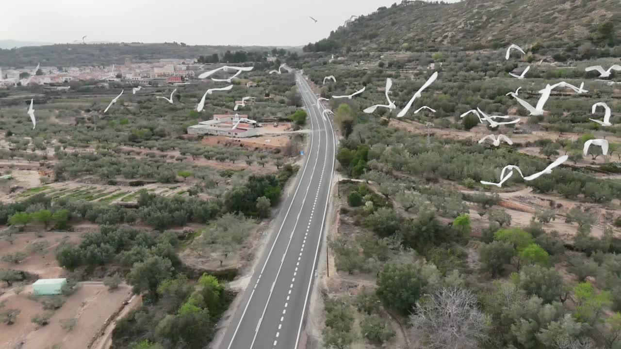 빈 도로와 올리브 나무 숲이 있는 시골 풍경에서 드론의 느린 동작으로 촬영된 색 헤이런 의 극심한 근접 공중 사진