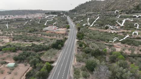 Vista-Aérea-Extrema-De-Una-Manada-De-Garzas-Blancas,-Toma-En-Cámara-Lenta-De-Drones,-En-Un-Paisaje-Rural-Con-Una-Carretera-Vacía-Y-Un-Olivar