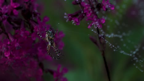 spider in dew drops on a flower