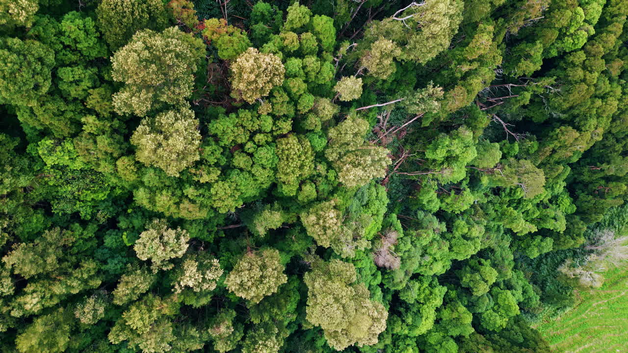 las cimas de los árboles verdes aéreos en el bosque. impresionante paisaje boscoso exuberante disparado por un dron.
