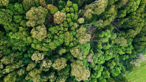 las cimas de los árboles verdes aéreos en el bosque. impresionante paisaje boscoso exuberante disparado por un dron.