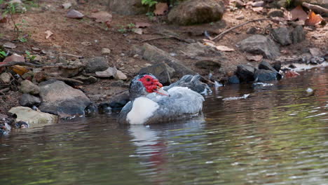 un pato real en el agua