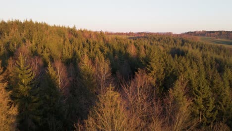 Bosque-Mixto-En-Alemania-Occidental-Durante-Una-Puesta-De-Sol-Cálida-Y-Vibrante