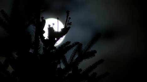 Full-moon-light-in-spruce-branches-at-night,-time-lapse