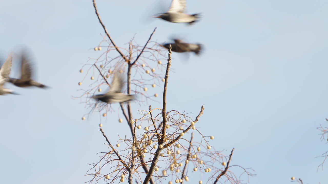 toma de estorninos de mejillas blancas despegando y volando lejos del árbol en tokio, japón - cerrar