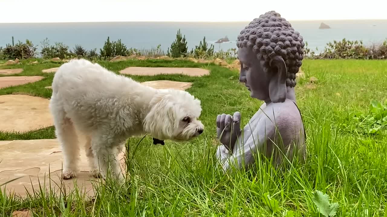 Curious Maltese dog next to Buddha statue in outdoor backyard with ocean in background