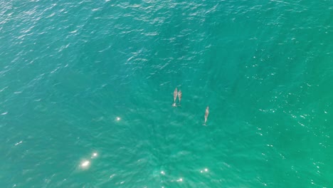 Three-dolphins-swimming-in-the-turquoise-waters-of-the-Maldives-islands,-Aerial-top-view-shot