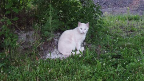 White-cat-in-a-grass-field