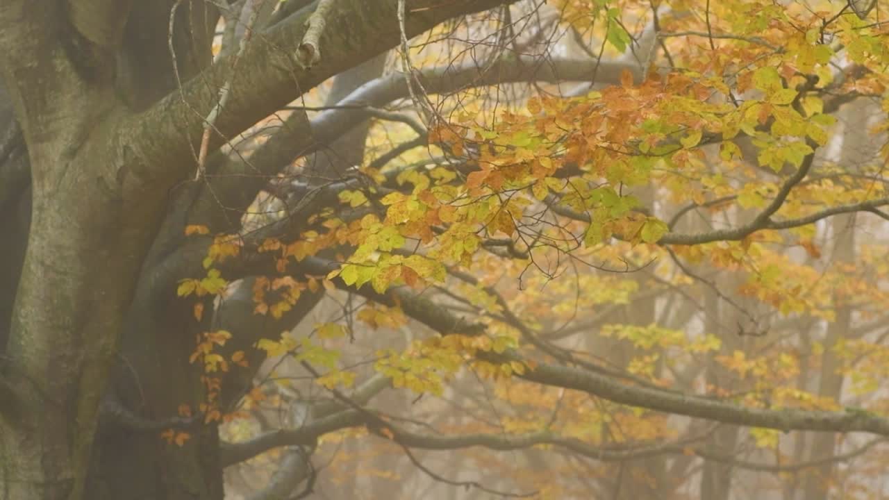 vista de las ramas de los árboles con hojas de otoño que se mueven suavemente
