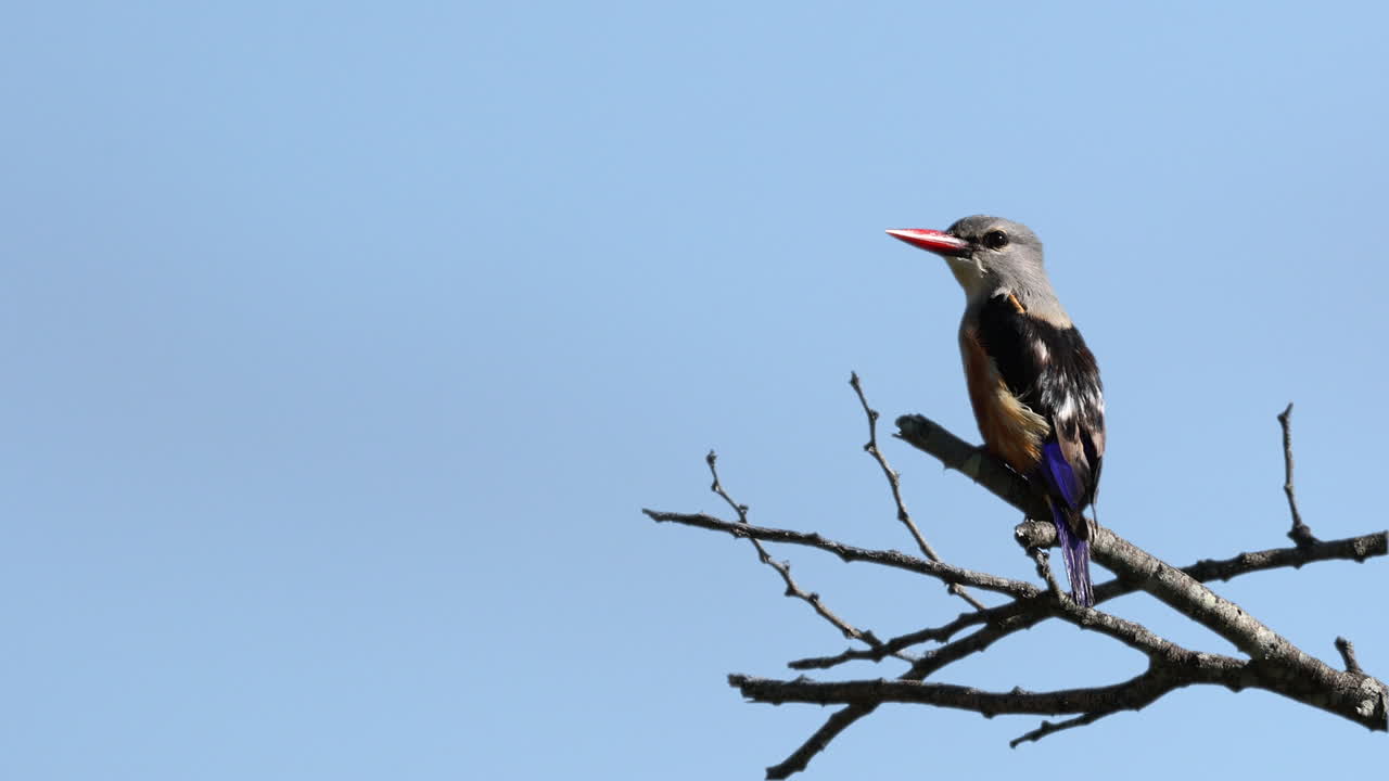 Grey-headed kingfisher perches on tree branch against clear blue sky