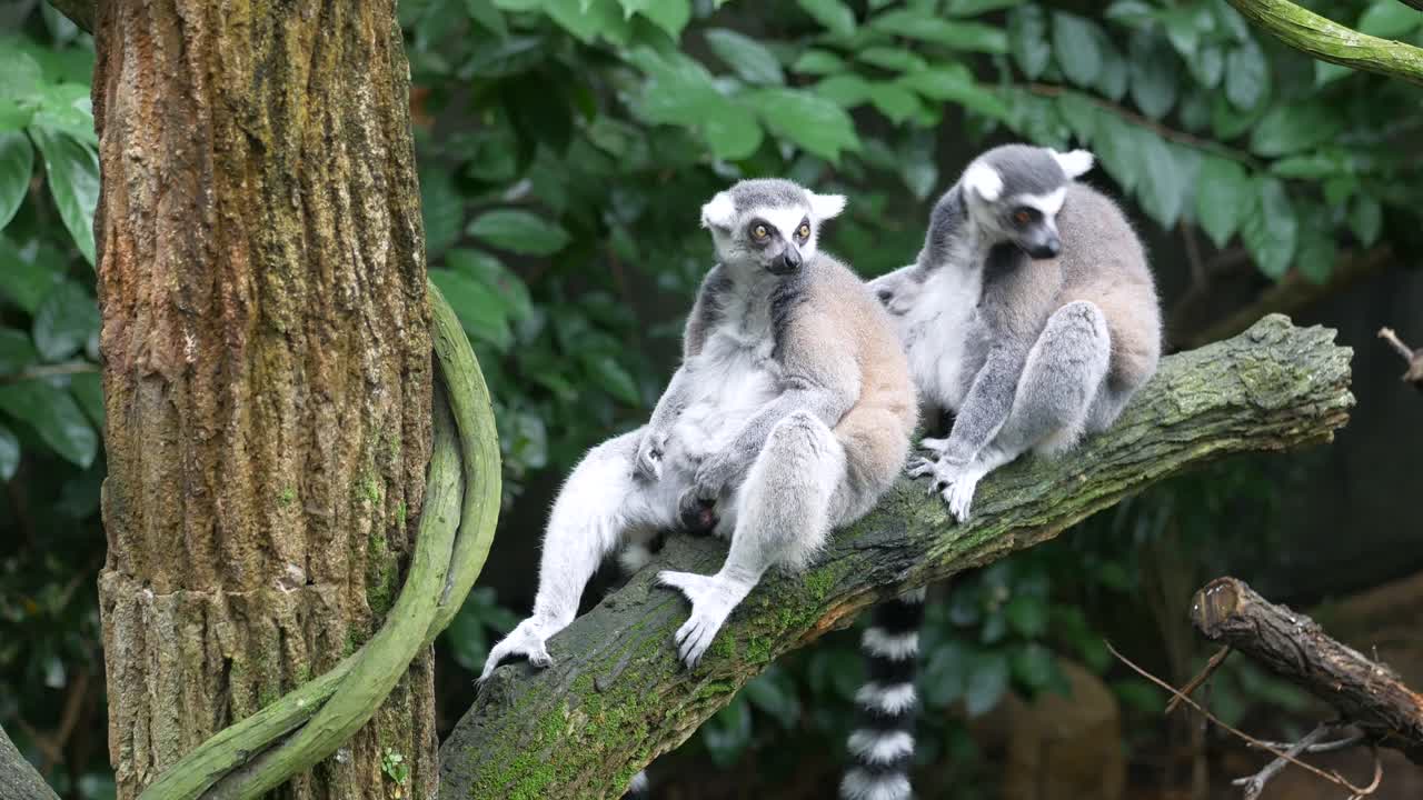 Premium stock video - Ringtail lemur looking around in singapore zoo