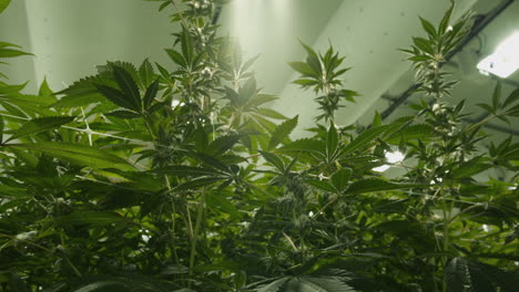 mature marijuana plants blowing in the wind in a large scale indoor grow house operation