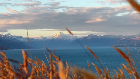 cinematic landscape view through vegetation of mt cook over lake pukaki