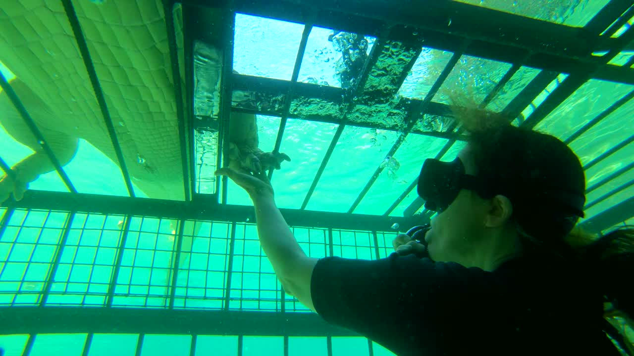 짐바브웨 아프리카의 잠베지 강 악어와 악수하는 여성 케이지 다이버