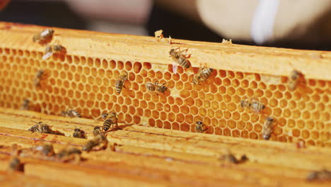 beekeeper checks honeycombs