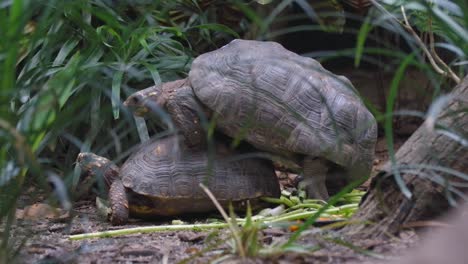 Paar-Afrikanische-Spornschildkröten,-Die-Sich-Im-Zooboden-Paaren