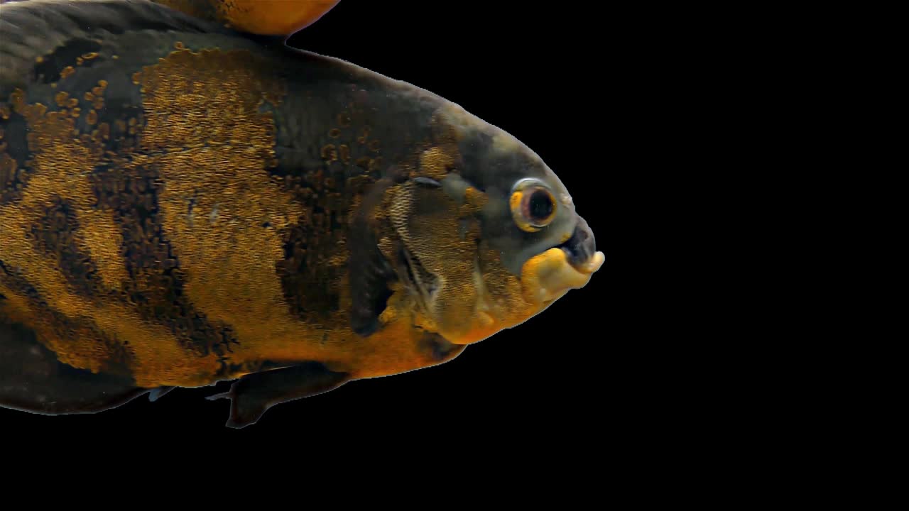 pez tropical del amazón - tigre oscar, fondo negro, llave de croma