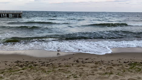 Gaviotas-Caminando-Por-La-Playa-Al-Borde-Del-Agua---Cámara-Lenta