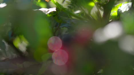 shifting focus shot appearing purple and red blackberries hidden in a green blackberry plant