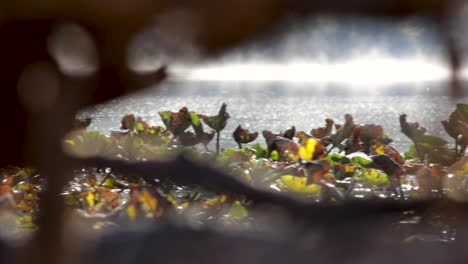 a view of the misty lake in washington, usa by the lily covered lakeside