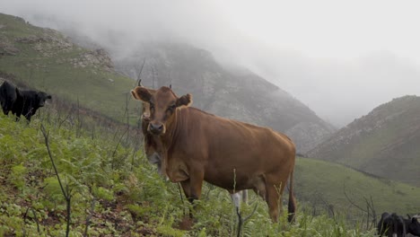 oído de las vacas de jersey castaño en una ladera de la montaña brumosa en una mañana fría