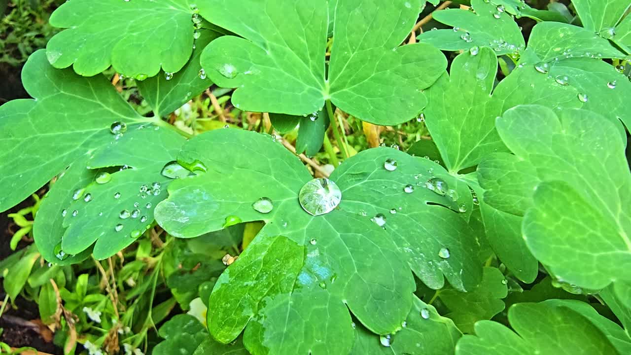 Fixed close-up shot of fresh green leaves with multiple water droplets resting on the surface