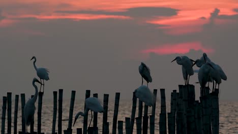 The-Great-Egret,-also-known-as-the-Common-Egret-or-the-Large-Egret