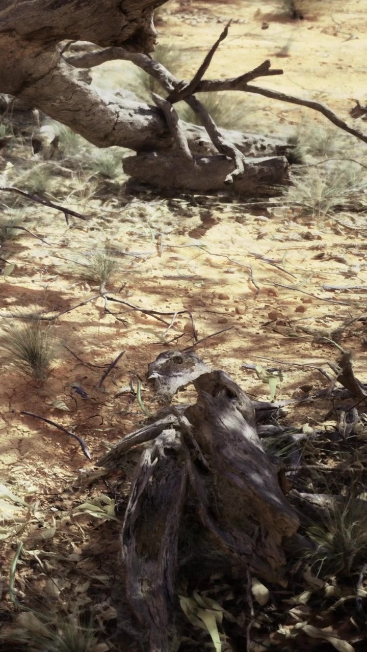 Esplorazione di un paesaggio arido con radici ed erba in un ambiente naturale.