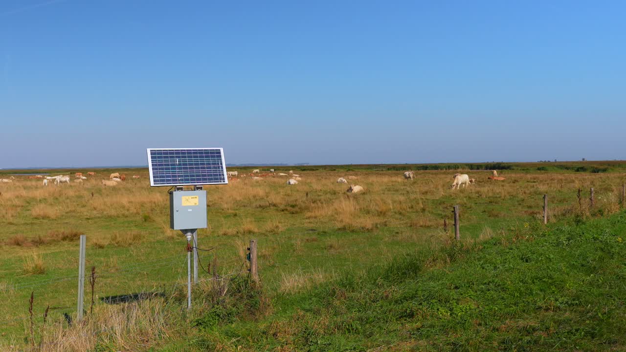 Solar Panel in a Cattle Pasture