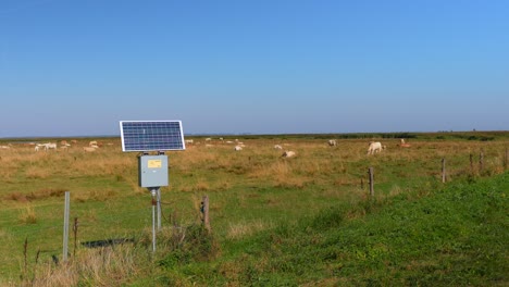 solar panel in a cattle pasture