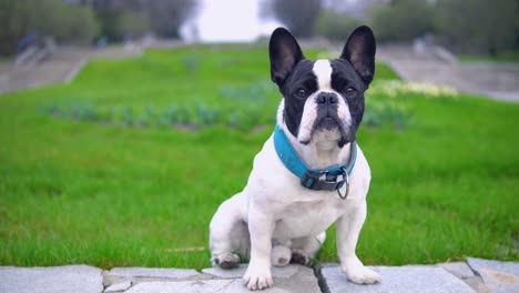 animal looking straight into camera