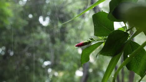 Gotas-De-Lluvia-En-Cámara-Lenta-Durante-La-Temporada-Del-Monzón-Contra-Las-Hojas-Verdes-Y-Un-Capullo-De-Flor-De-Hibisco