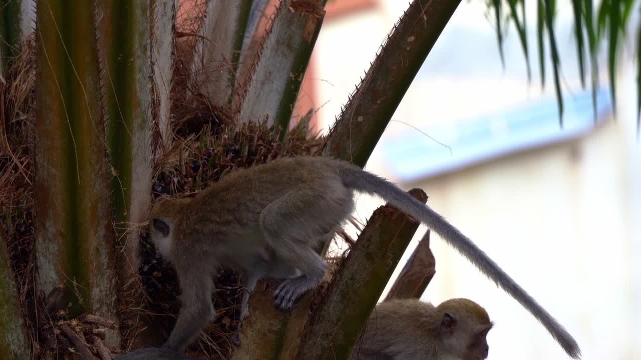 dos macacos de cola larga, macacos que comen cangrejos, macaca fascicularis en la palmera, invasores de cultivos oportunistas ocupados cavando con sus manos prensiles y alimentándose de nueces y frutas de palma, toma de cerca