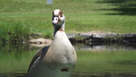 close-up of egyptian goose by the lakeshore on a sunny day