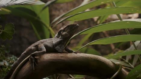 Lagarto-De-Cuello-Con-Volantes-En-El-Bosque-Salvaje---Primer-Plano