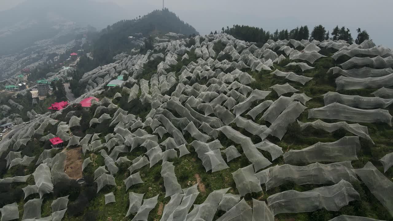 imagen aérea de drones de las granjas de manzanas situadas en himachal pradesh. las granjas de mazás cubiertas de tela blanca.