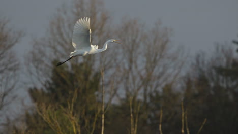 white heron in flight. slowmotion 100fps