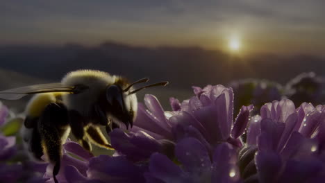 a bumblebee on a purple flower at sunrise