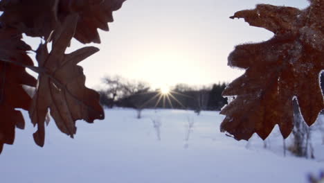 footage of a beautiful, snowy, pine forest in the mountains during the winter-7