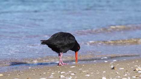 Ein-Wunderschöner-Schwarzer-Austernfischervogel,-Der-Den-Strand-Nach-Nahrung-Sucht---Aus-Nächster-Nähe