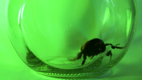 gran abejorro atrapado en un frasco de vidrio, tratando de despegar, luz de fondo verde, tiro de primer plano