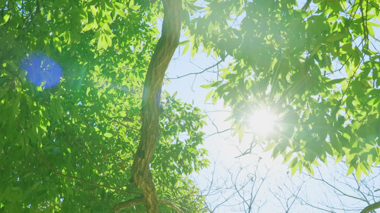 아름다운 빛으로 신선한 초록색 나무