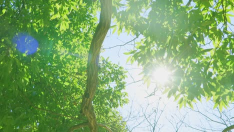 a fresh green tree with beautiful sunlight