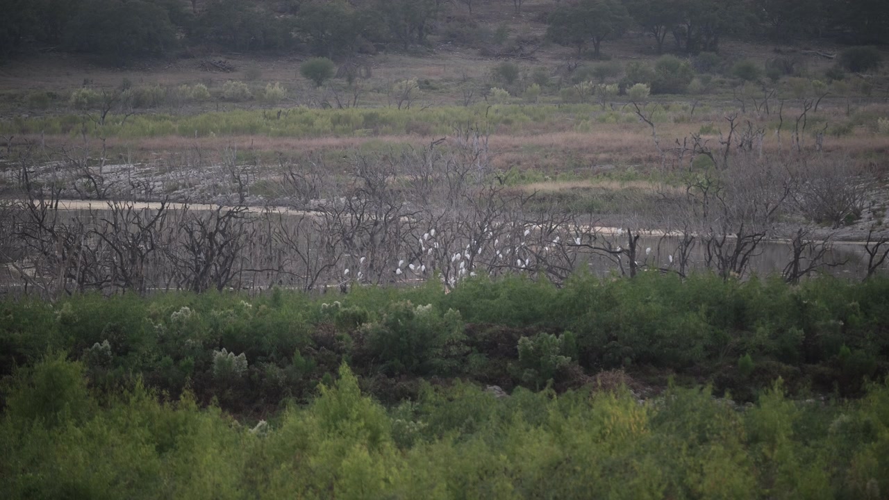 Uno stormo di uccelli posato su alberi spogli sulla riva di un lago nel Texas centrale