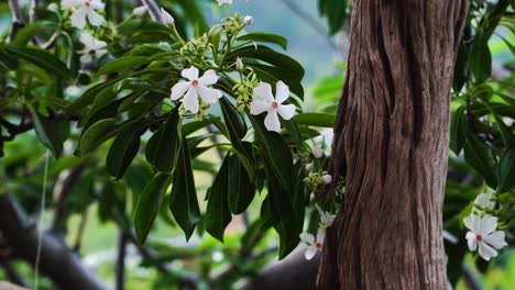 blooming white flowers of cerbera odollam known as suicide tree