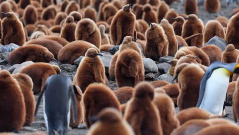 Fluffy-Brown-King-Penguin-Chicks-in-Rookery,-South-Georgia